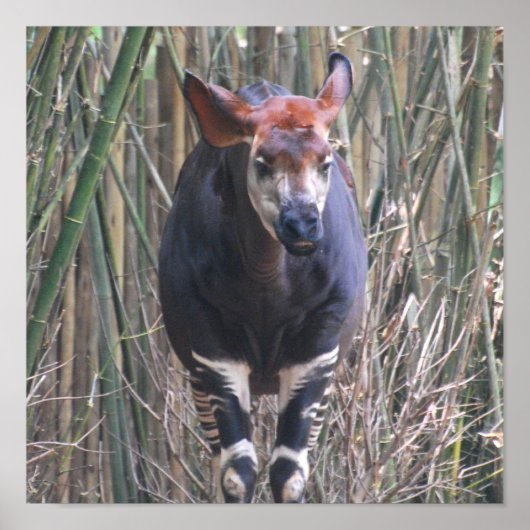 Poster Okapi (Devant)