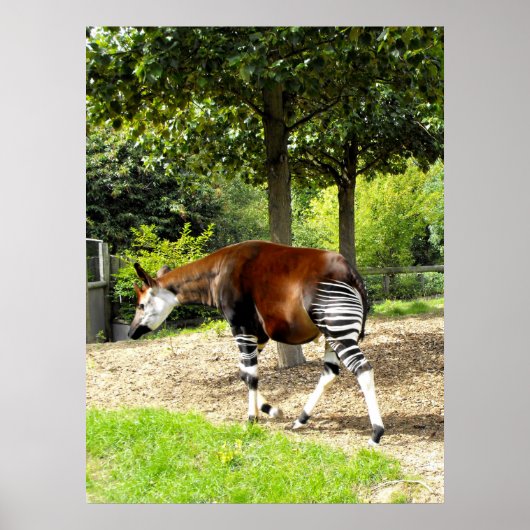 Poster Okapi à pied (Devant)
