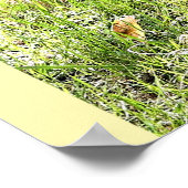 Poster Okapi, Angola, Afrique (Coin)