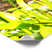 Poster Okapi d'Afrique (Coin)