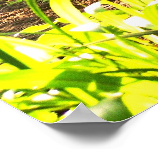 Poster Okapi d'Afrique (Coin)