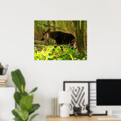 Poster Okapi d'Afrique (Bureau à domicile)