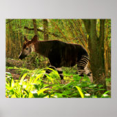 Poster Okapi d'Afrique (Devant)