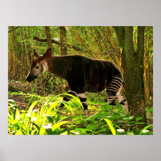 Poster Okapi d'Afrique (Devant)