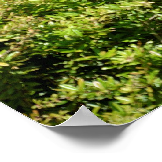 Poster Okapi dans la végétation (Coin)