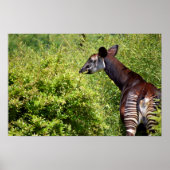 Poster Okapi dans la végétation (Devant)
