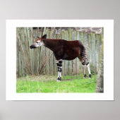 Poster Okapi debout près d'une clôture (Devant)