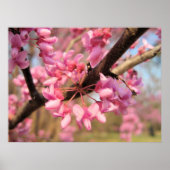 Poster Oklahoma Redbud Blossoms II (Devant)