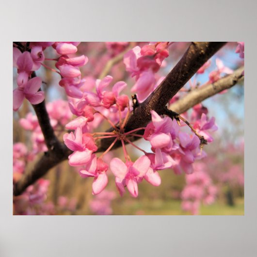 Poster Oklahoma Redbud Blossoms II (Devant)