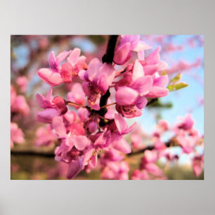 Poster Oklahoma Redbud Print