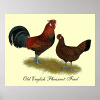 Old Anglais Pheasant Fowl