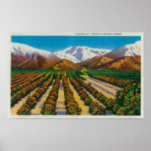 Poster Old Baldy Mountain depuis les Orange Groves