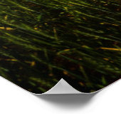 Poster Old Barn Surrounded by Spring Wheat Field 1 (Coin)