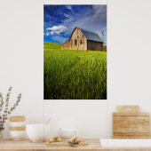 Poster Old Barn Surrounded by Spring Wheat Field 1 (Cuisine)