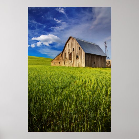 Poster Old Barn Surrounded by Spring Wheat Field 1 (Devant)