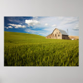Poster Old Barn Surrounded by Spring Wheat Field 2 (Devant)