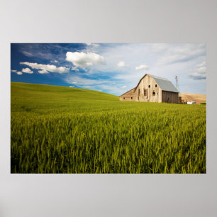 Poster Old Barn Surrounded by Spring Wheat Field 2