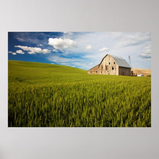 Poster Old Barn Surrounded by Spring Wheat Field 2 (Devant)