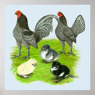 Poster Old English Blue Game Famille