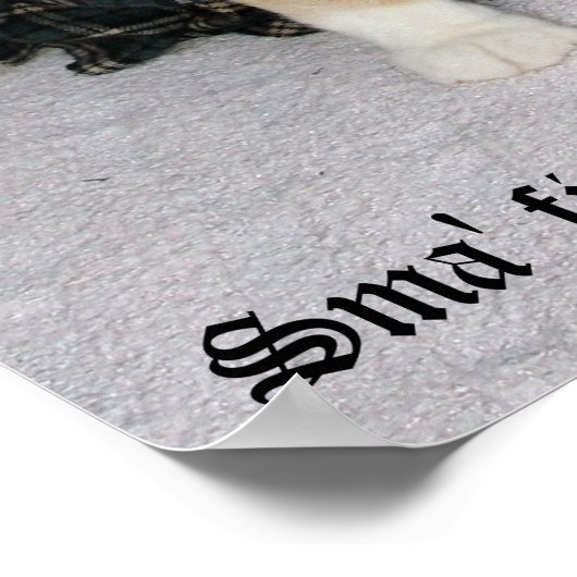 Poster Old Scottish Fold Dire (Coin)