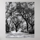 Poster Old Southern Walkway (Devant)