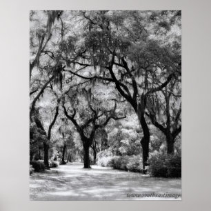 Poster Old Southern Walkway