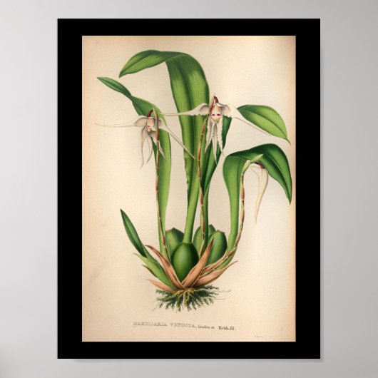 Poster Old Vintage Orchid Flower Print White (Devant)