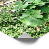 Poster Old Wagon Wheel Trillium Flower Garden (Coin)