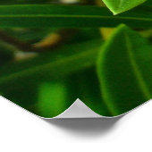 Poster Oleander (Nerium oleander) Blossoms (Coin)