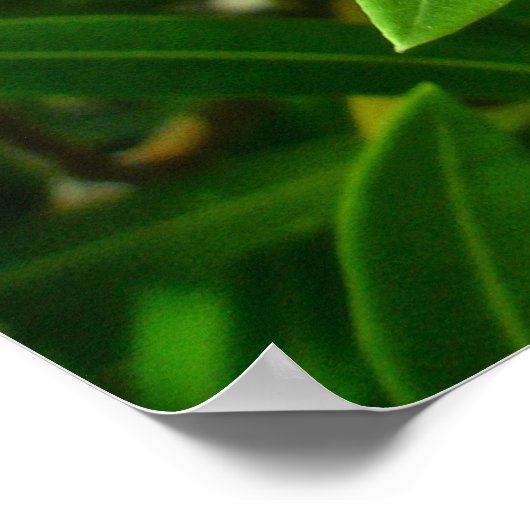 Poster Oleander (Nerium oleander) Blossoms (Coin)