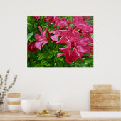 Poster Oleander (Nerium oleander) Blossoms (Cuisine)