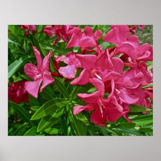 Poster Oleander (Nerium oleander) Blossoms (Devant)