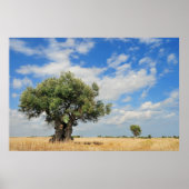 Poster Olive (Devant)