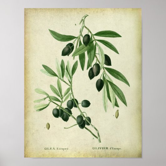 Poster Olive Branche no 11 Décor du mur de la ferme (Devant)