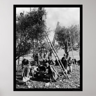 Poster Olive Harvest Palestine 1886