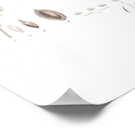 Poster Olive, Olea europaea (Coin)