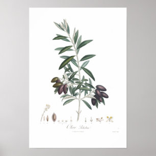 Poster Olive, Olea europaea