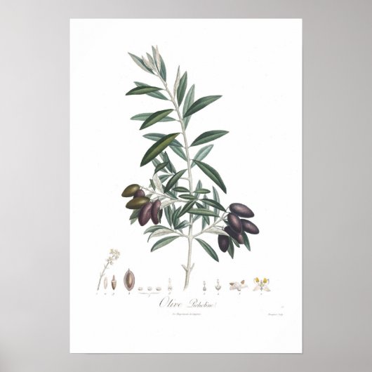 Poster Olive, Olea europaea (Devant)