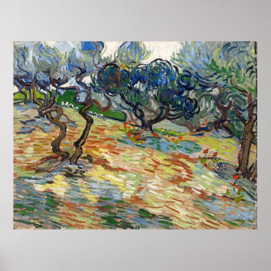 Poster Olive Trees par Vincent Van Gogh (Devant)