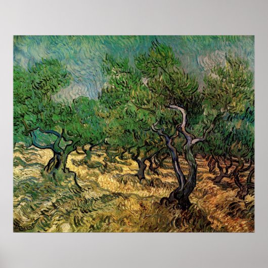 Poster Oliveraie par Vincent van Gogh (Devant)