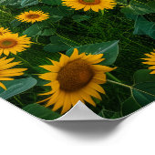 Poster Olivier dans le champ de tournesol (Coin)