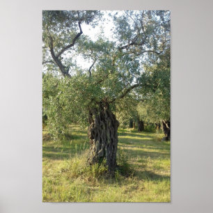 Poster Olivier sur l'île grecque de Thassos