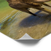 Poster Oman, Wadi darbat (Coin)