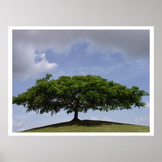 Poster ombrage (Devant)