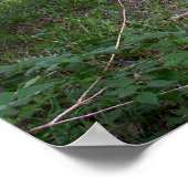 Poster Ombre de l'après-midi dans la forêt (Coin)