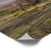 Poster Omeisaurus marchant dans le désert au coucher du s (Coin)