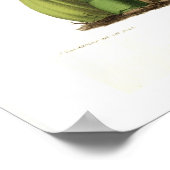 Poster Oncidium barkerii (Coin)