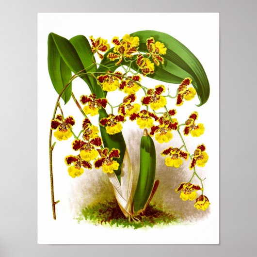 Poster Oncidium Orchid fleurs jaunes orchidées imprimer n (Devant)