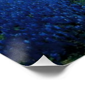 Poster Onderdonk - Bluebonnet Field, (Coin)