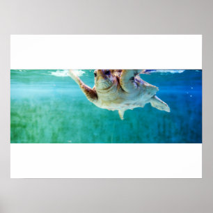 Poster Onevenwichtige Zeeschildpad #5